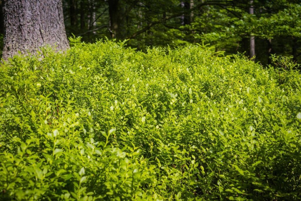 Užijte si Krkonošský národní park – s respektem